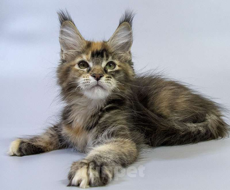 Кошки в Москве: Котенок мейн кун Девочка, Бесплатно - фото 2