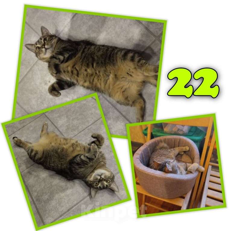 Кошки в Москве: Кошка Плюша ищет дом  Девочка, Бесплатно - фото 4