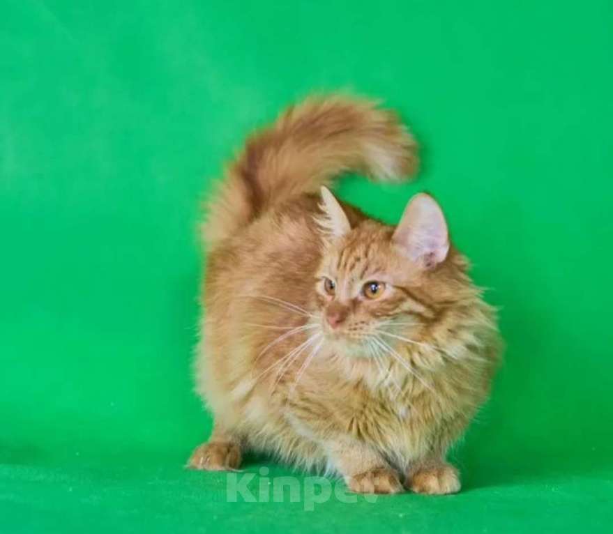 Кошки в Москве: Рыжий котик в добрые руки Мальчик, Бесплатно - фото 2
