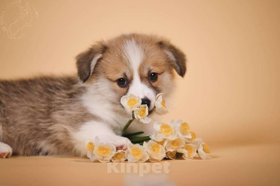 Собаки в других городах Московской области: Щенки вельш корги пемброк Девочка, 90 000 руб. - фото 3