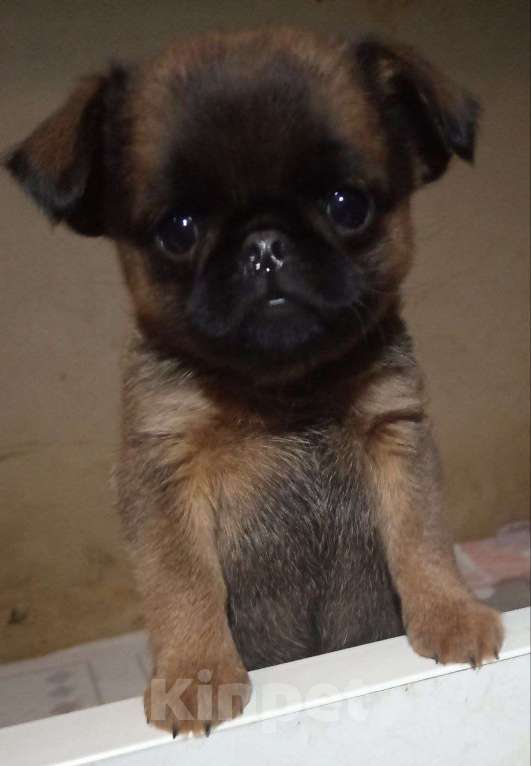 Собаки в Туле: очень красивая девочка в домашние любимки) Девочка, 35 000 руб. - фото 3