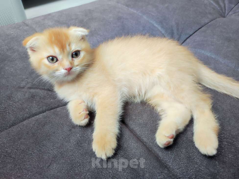 Кошки в Краснодаре: Рыжий котик Мальчик, 5 000 руб. - фото 2