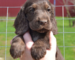 Собаки в Зеленограде: Английский кокер спаниель щенки Мальчик, 30 000 руб. - фото 3