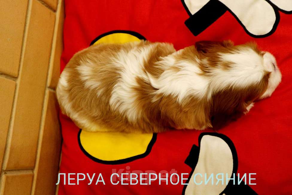 Собаки в Череповце: Щенок ККЧС Мальчик, 120 000 руб. - фото 1