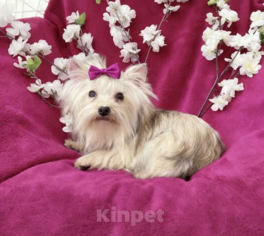 Собаки в Москве: Мини йорк девочка подрощенная золотая Девочка, 80 000 руб. - фото 8