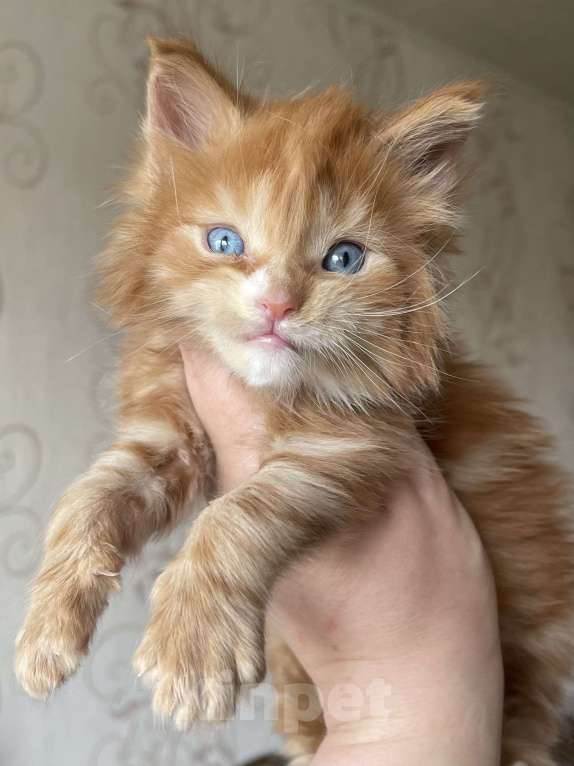 Кошки в Москве: Синеглазое чудо мейн-кунёнок Мальчик, Бесплатно - фото 2