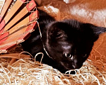 Кошки в Москве: Котенок Магги, 2 месяца, окрас черный мрамор Девочка, Бесплатно - фото 9