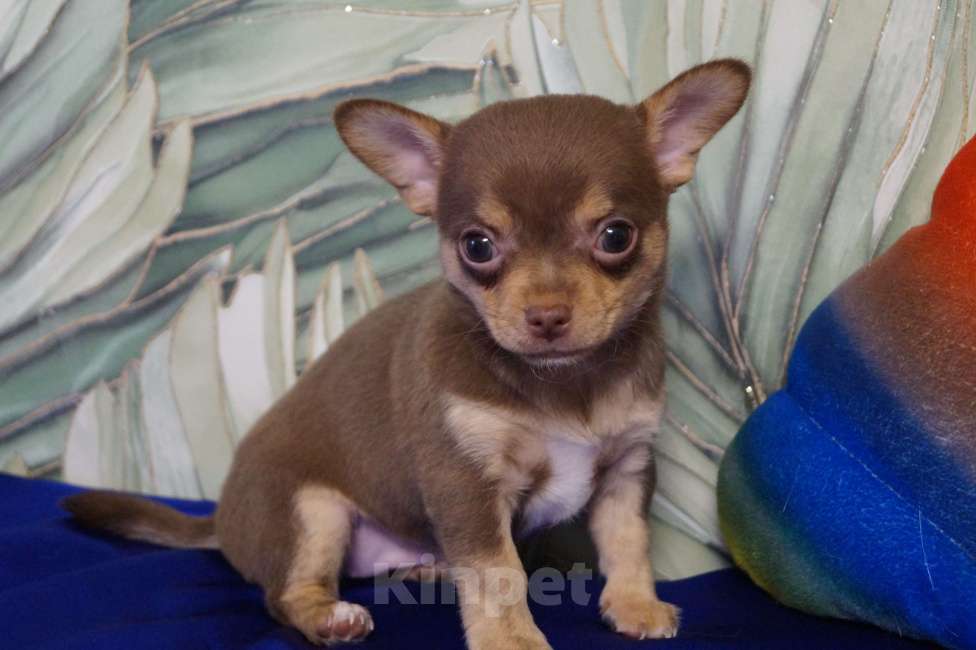 Собаки в Москве: Щенок чихуахуа- девочка Девочка, 35 000 руб. - фото 2