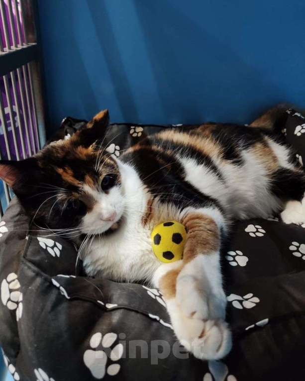 Кошки в Москве: Кошечка Шпунька ищет своего человека! Девочка, Бесплатно - фото 4
