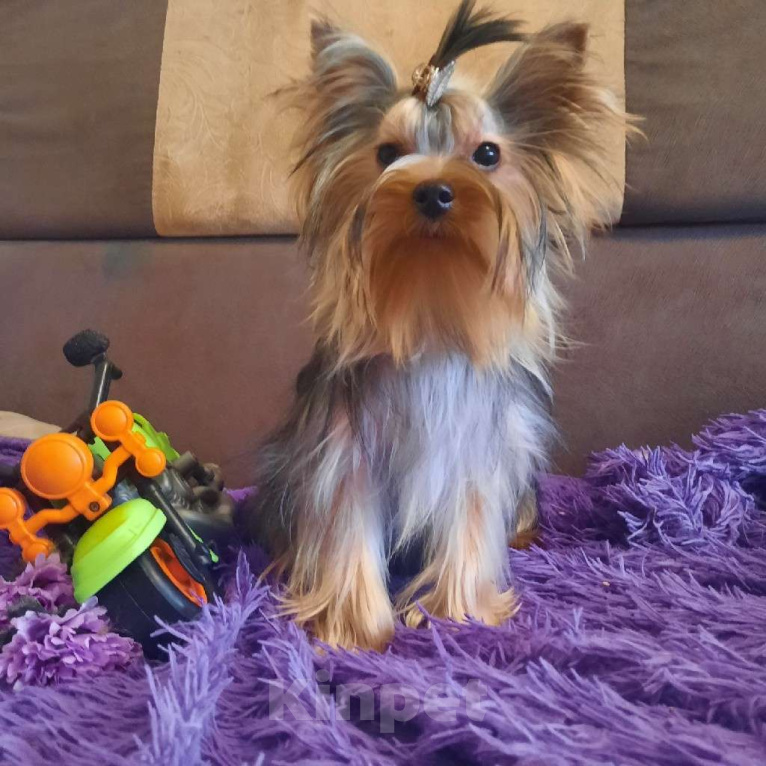 Собаки в Набережных Челнах: Пиксель Блек Стар с РКФ Мальчик, 70 000 руб. - фото 1