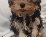 Собаки в Кирове: Щенки Йорки Мальчик, Бесплатно - фото 6