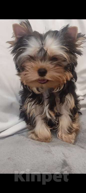 Собаки в Кирове: Щенки Йорки Мальчик, Бесплатно - фото 6