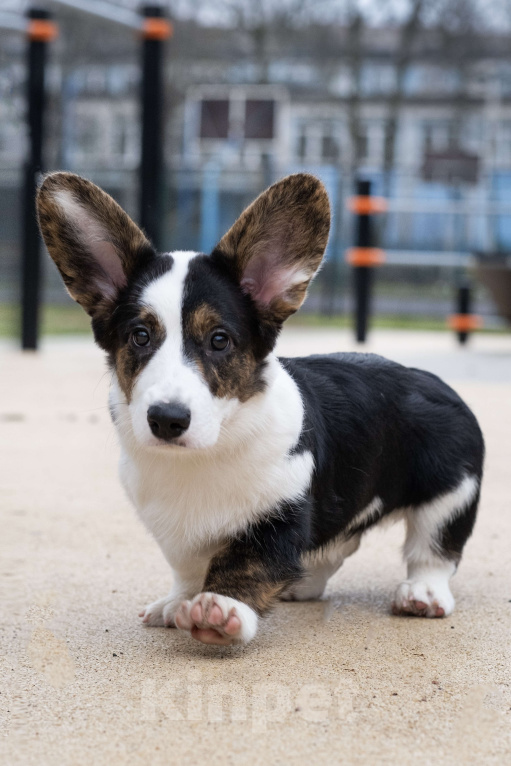 Собаки в Санкт-Петербурге: Щенок Вельш Корги Кардиган  Мальчик, Бесплатно - фото 5