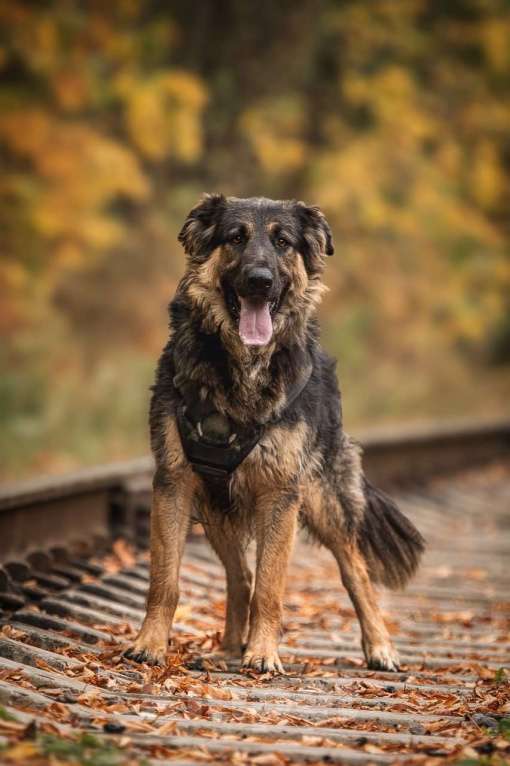 Собаки в Москве: Балу собака из приюта ищет дом Мальчик, Бесплатно - фото 1