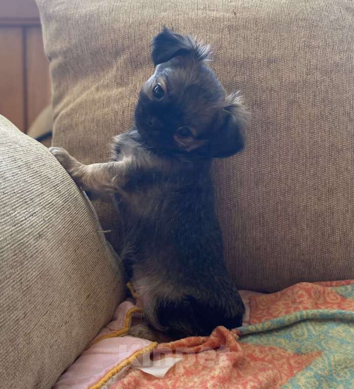 Собаки в Санкт-Петербурге: Великолепный мальчик чишка Мальчик, 25 000 руб. - фото 8