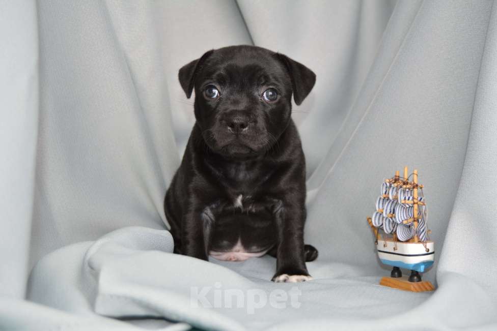 Собаки в Краснодаре: стаффи, стаффбуль Мальчик, 120 000 руб. - фото 4