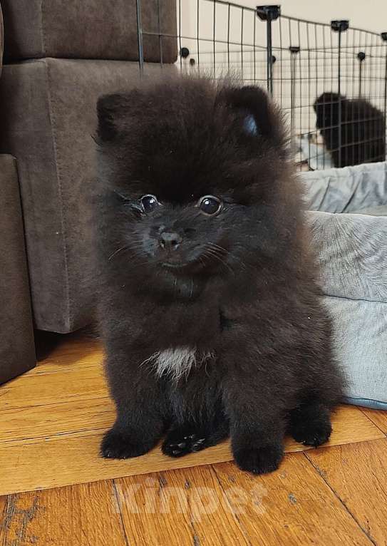 Собаки в Екатеринбурге: Щенок малого немецкого шпица Мальчик, 45 000 руб. - фото 4