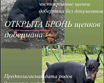 Собаки в Пензе: Щенок добермана  Мальчик, 25 000 руб. - фото 1