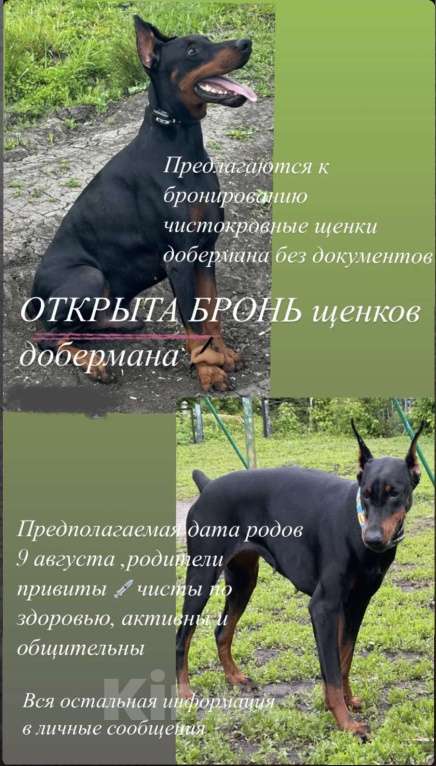 Собаки в Пензе: Щенок добермана  Мальчик, 25 000 руб. - фото 1