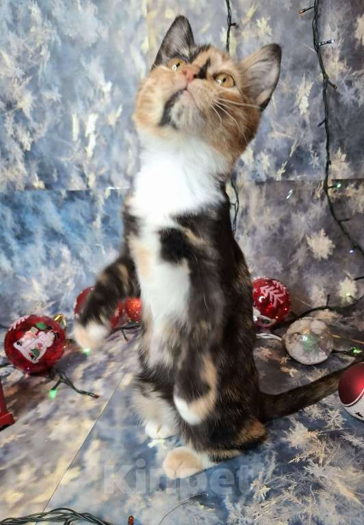 Кошки в Москве: Котёнок с капелькой на носу в поисках хозяев  Девочка, Бесплатно - фото 3