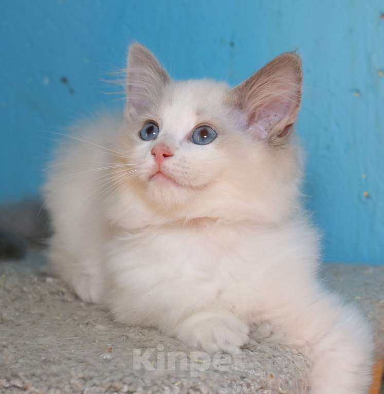 Кошки в Санкт-Петербурге: Рэгдолл Мальчик, 50 000 руб. - фото 2