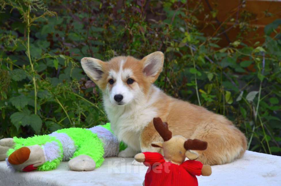 Собаки в Тамбове: Корги щенки Мальчик, 50 000 руб. - фото 2