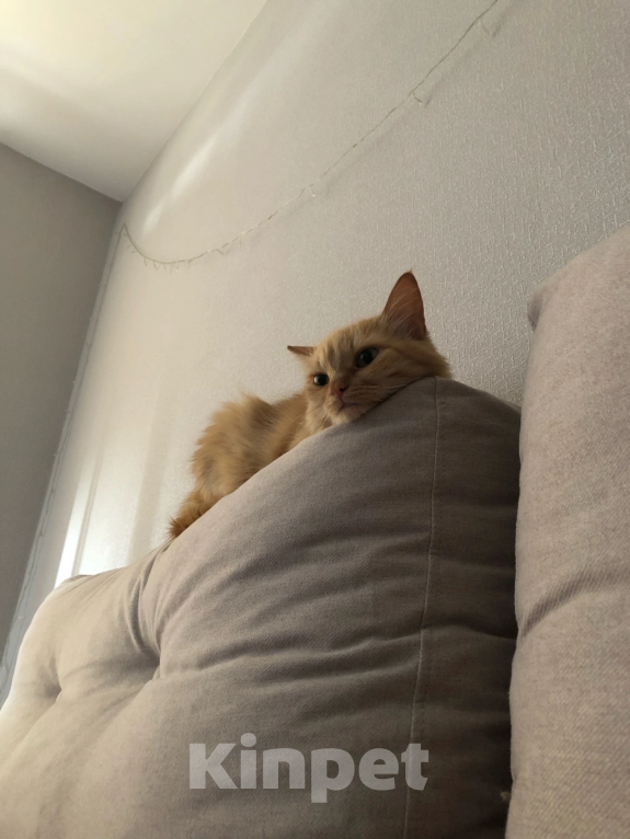 Кошки в Воронеже: Кекушевичус Девочка, Бесплатно - фото 4