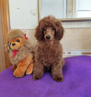 Пудель карликовый