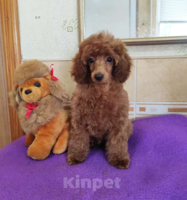 Собаки в Севастополе: Пудель карликовый Мальчик, 50 000 руб. - фото 1