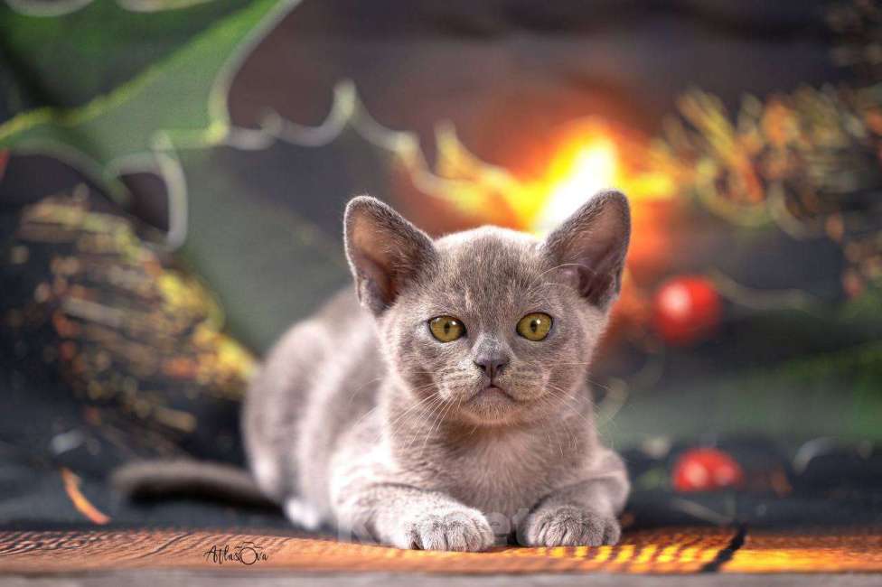 Кошки в Москве: Бурманский котёнок  Мальчик, Бесплатно - фото 1