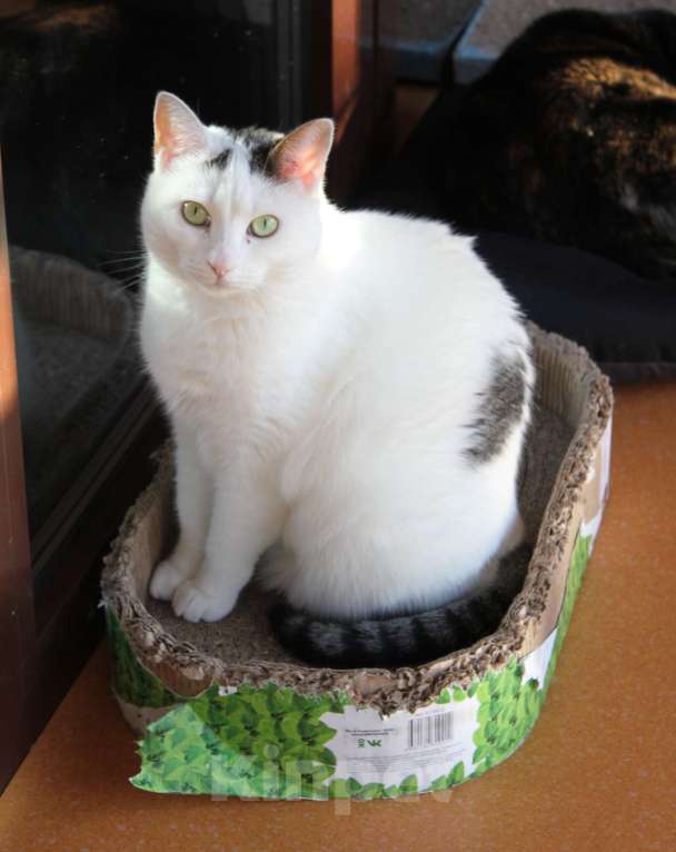 Кошки в Москве: Тициановская Даная в кошачьем облике  Девочка, Бесплатно - фото 5