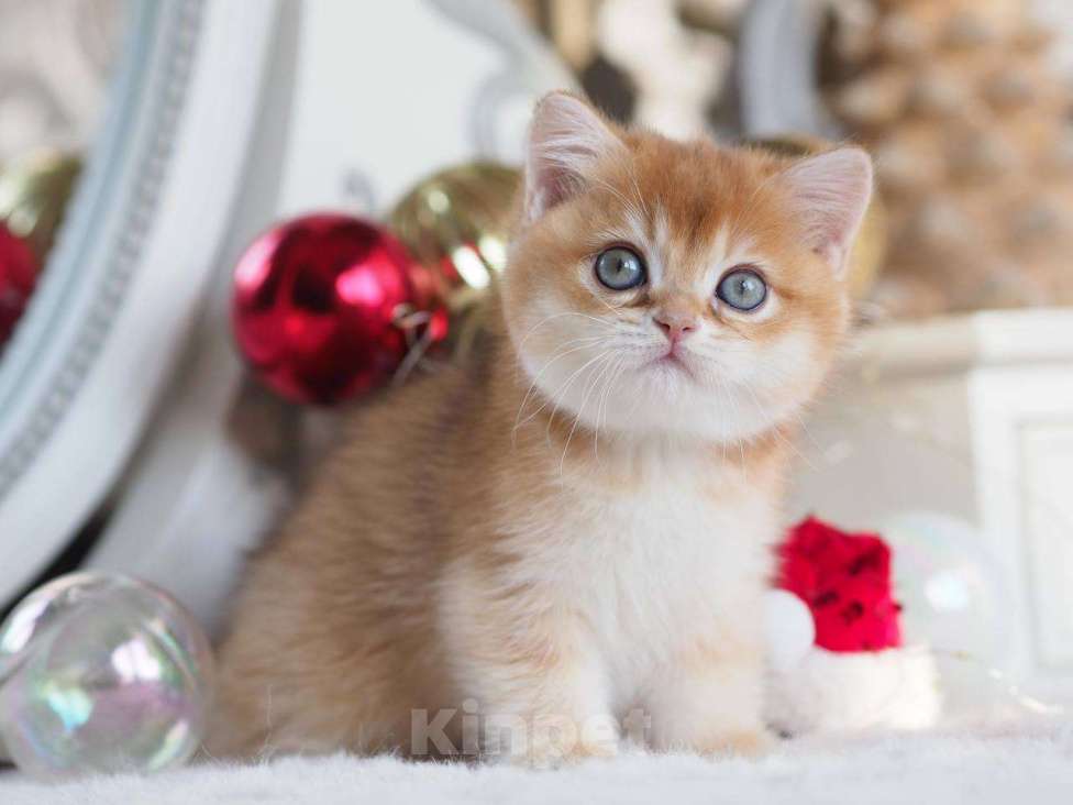 Кошки в Москве: Британская девочка Фианита Девочка, 150 000 руб. - фото 8