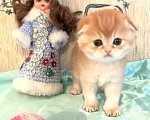 Кошки в других городах Московской области: Золотая вислоухая кошечка Девочка, 45 000 руб. - фото 1