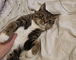 Кошки в Москве: Котику Ральфу очень нужен дом Мальчик, Бесплатно - фото 6