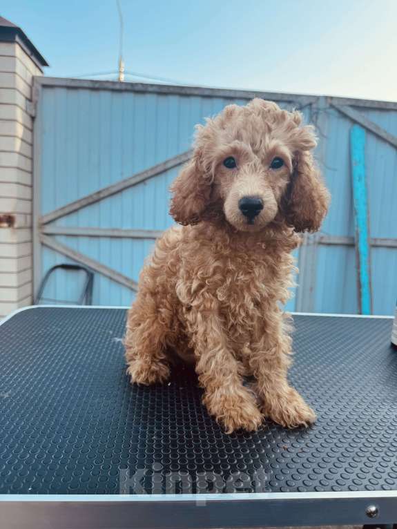 Собаки в Краснодаре: Продам щенков Той пудель красного-абрикос окрас. С документами РКФ Мальчик, 50 000 руб. - фото 2