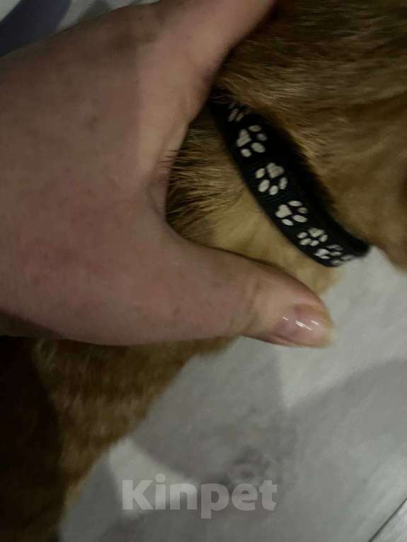 Кошки в Москве: Рыжий котёнок Мальчик, Бесплатно - фото 7