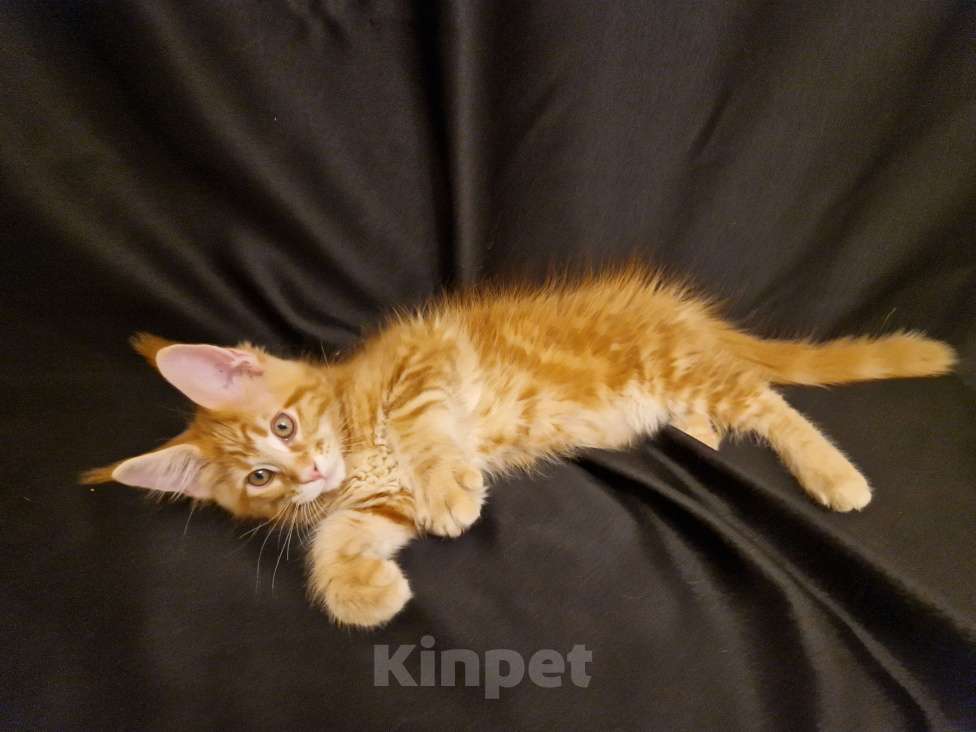 Кошки в Москве: Пресненские котята породы мейн-кун. Арт Мальчик, 45 000 руб. - фото 2