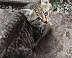 Кошки в Екатеринбурге: Котятки Мальчик, Бесплатно - фото 1