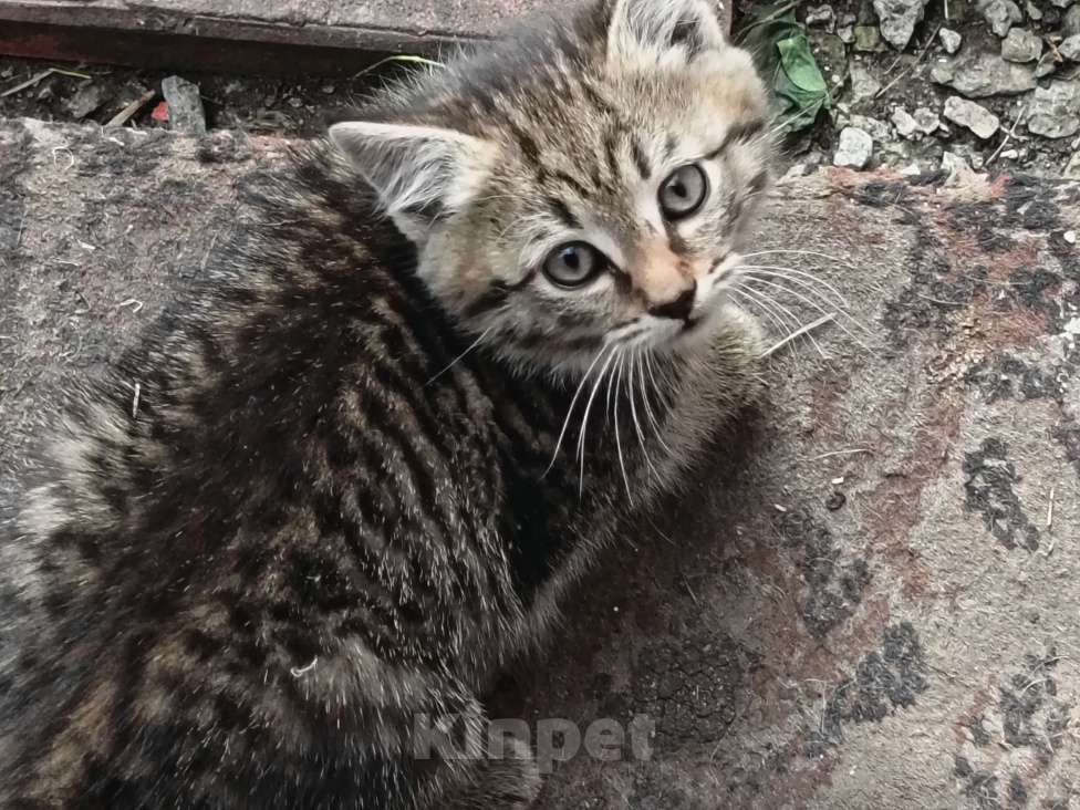 Кошки в Екатеринбурге: Котятки Мальчик, Бесплатно - фото 1