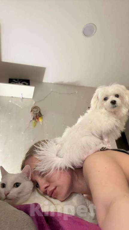 Собаки в Набережных Челнах: Продаю щенков мальтезе Девочка, 40 000 руб. - фото 4