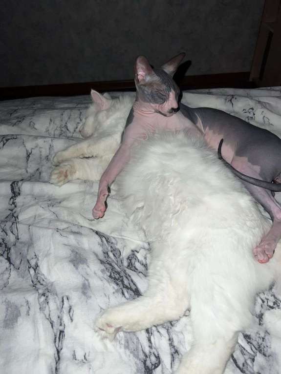 Кошки в Тюмени: Белый кот (глухой) Мальчик, Бесплатно - фото 2