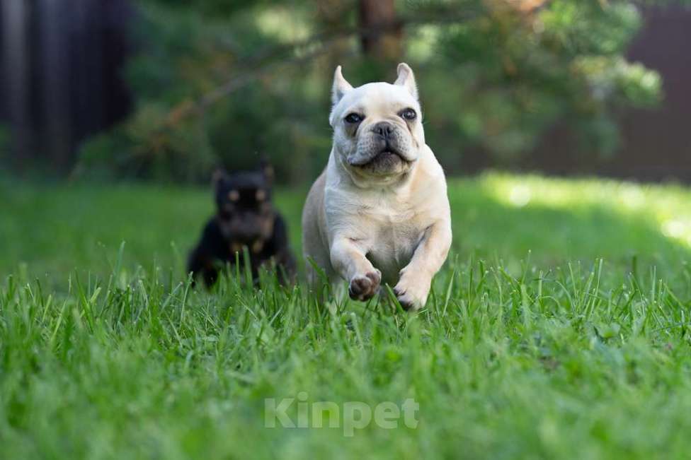 Собаки в других городах Московской области: Лора бесподобная девочка Девочка, 150 000 руб. - фото 7