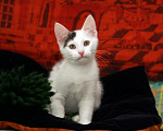 Кошки в Калуге: Бьянка, кошечка с чёлочкой. Котенок в добрые руки. Девочка, Бесплатно - фото 2