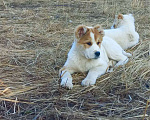 Собаки в Смоленске: Щенки САО (алабай) Девочка, 30 000 руб. - фото 4