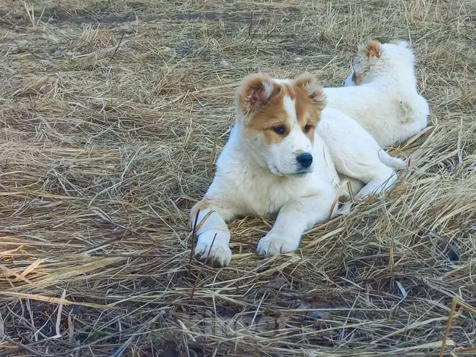 Собаки в Смоленске: Щенки САО (алабай) Девочка, 30 000 руб. - фото 4