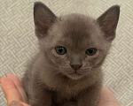 Кошки в Твери: Бурманский котеннок Мальчик, Бесплатно - фото 1