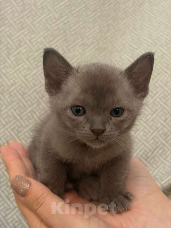 Кошки в Твери: Бурманский котеннок Мальчик, Бесплатно - фото 1