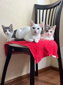 Отдам кошек в добрые руки