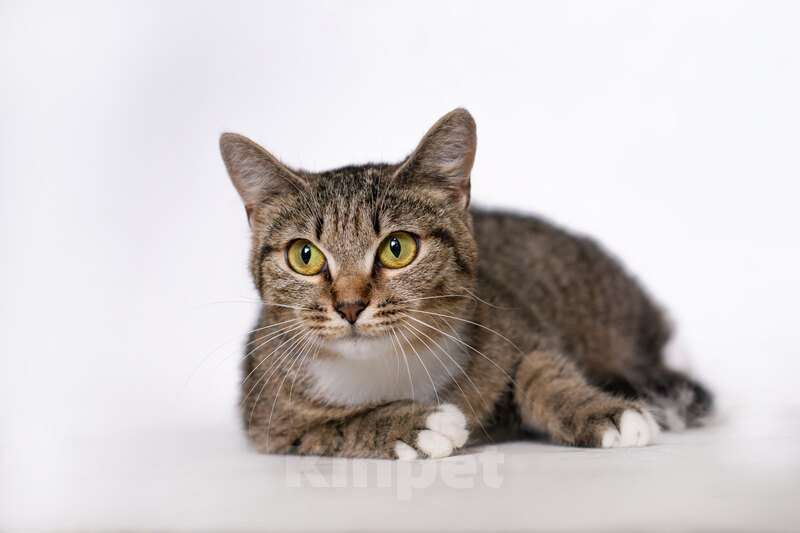 Кошки в Москве: Ласковая серая кошка Джессика в добрые руки Девочка, 1 руб. - фото 3