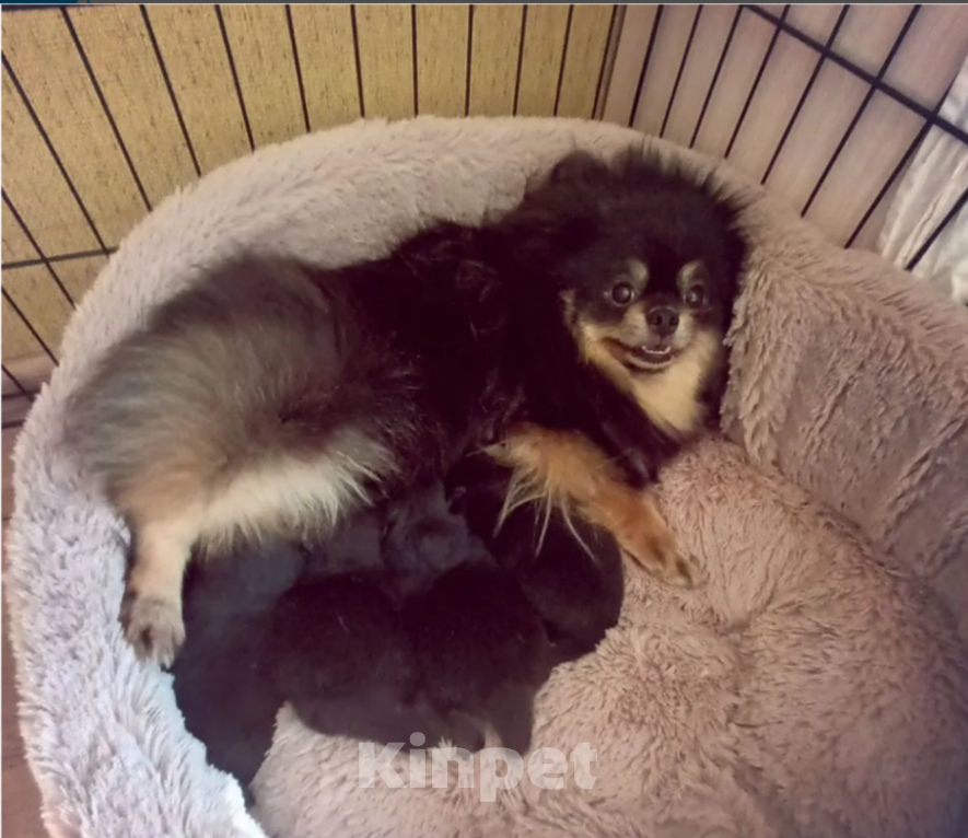 Собаки в Казани: Померанский шпиц медвежьего типа Девочка, 40 000 руб. - фото 2